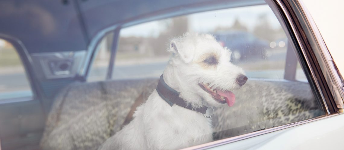 Dog Alone Is Locked In Car On Heat Hot Day, Howls And Whines, As